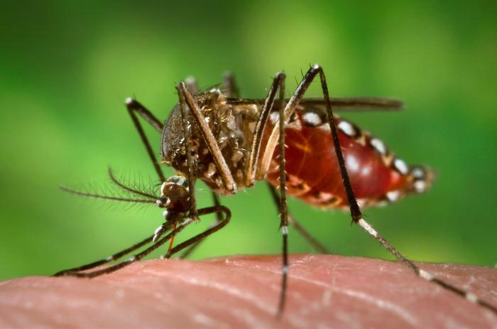 Paraná tem 15,3 mil casos de dengue confirmados