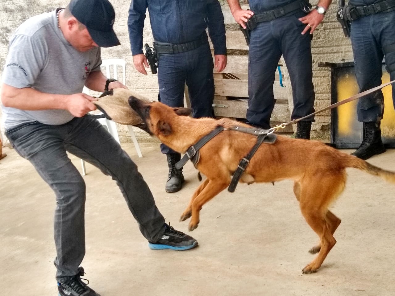 Guarda Municipal tem reforço de nova equipe de cães