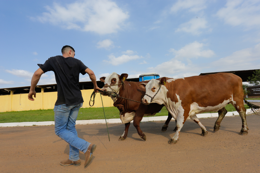 Feira Paraná terá julgamento de bovinos