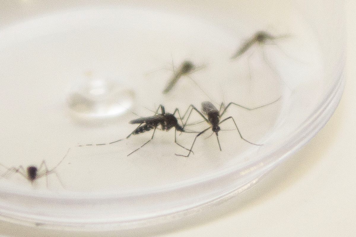 Começa o novo período de monitoramento da dengue no Paraná