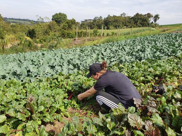 Dia do Agricultor: 73% das propriedades rurais de PG praticam agricultura familiar