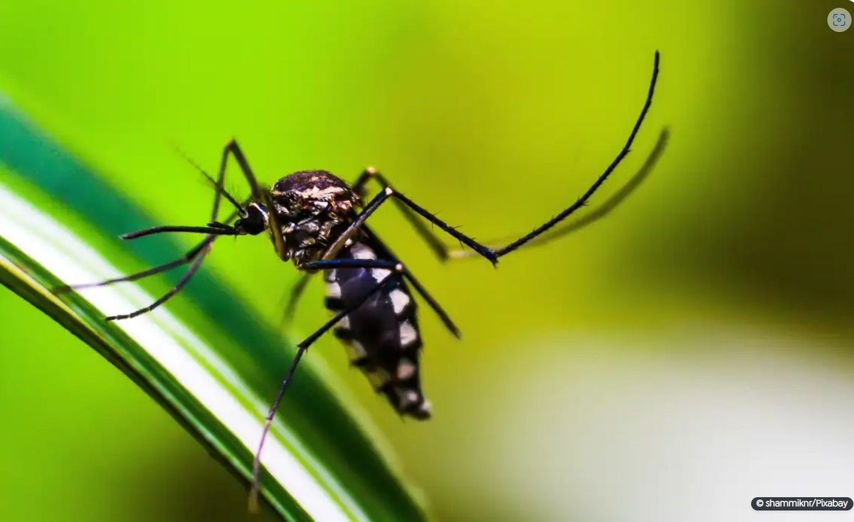 Combate à dengue: canal de denúncias via Whatsapp entra em funcionamento