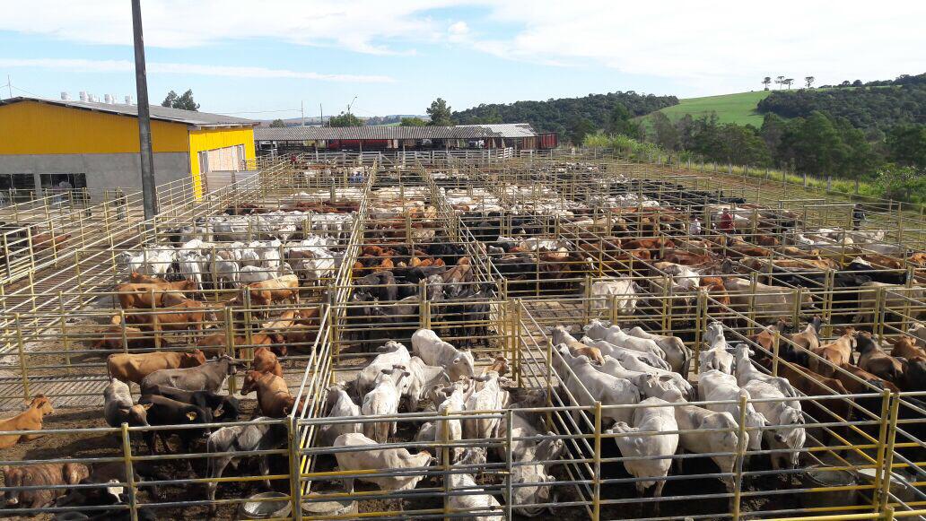 Leilões de bovinos e equinos devem movimentar R$ 1 mi na Feira Paraná