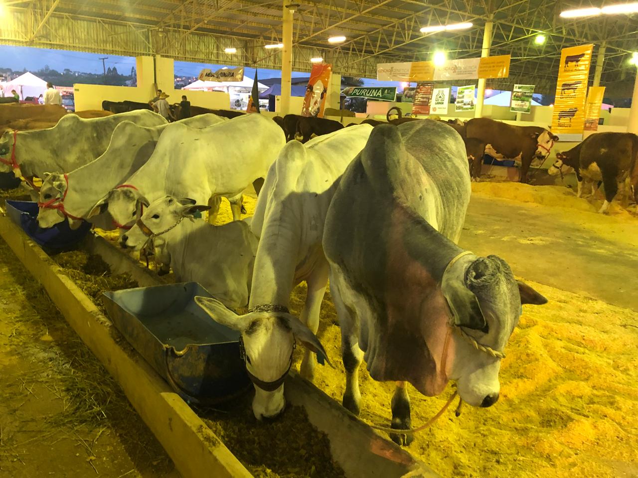Feira Paraná ganha destaque em variedade de raças de bovinos