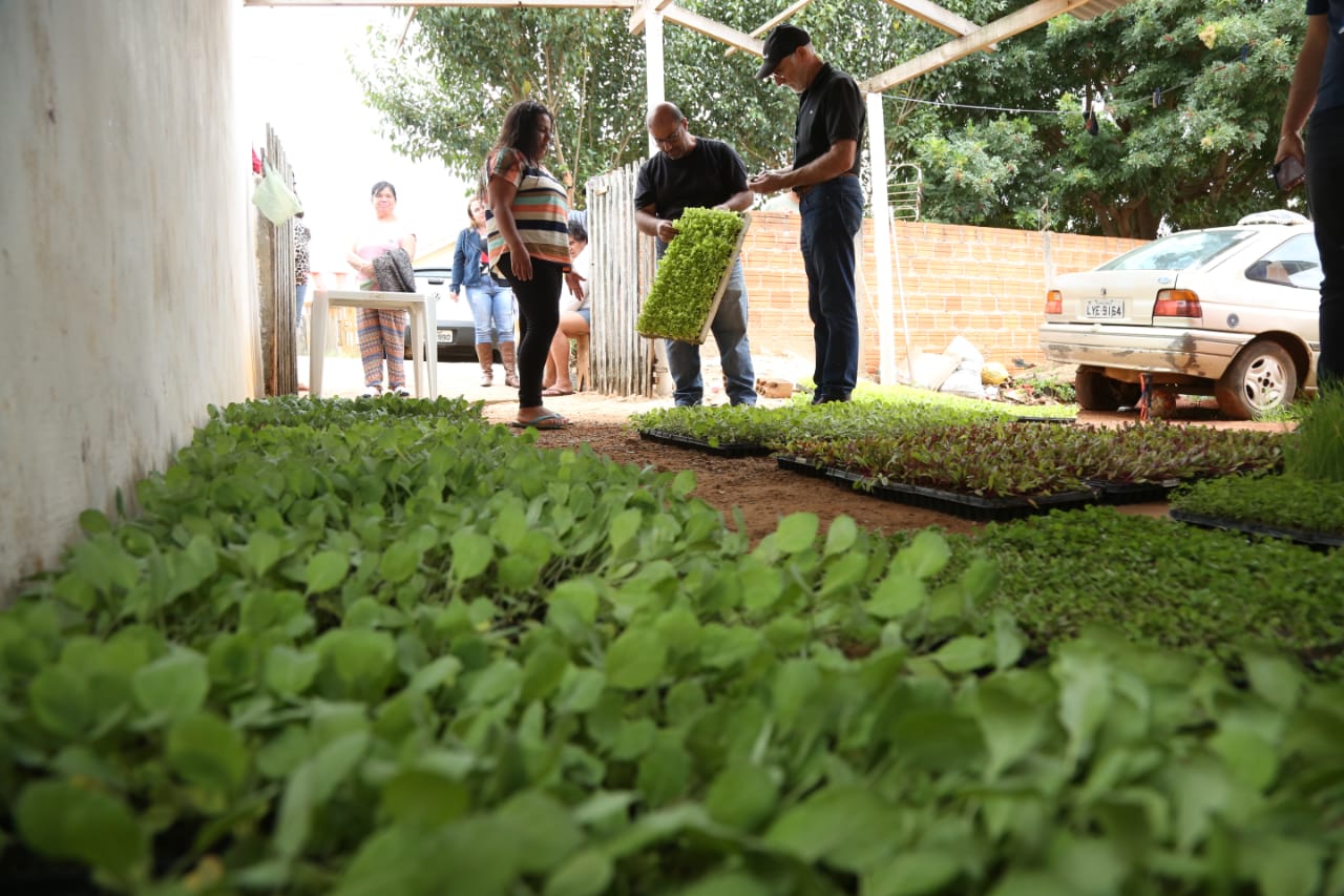PG já entregou mais de 100 mil mudas de hortaliças em 2020 com programa ‘Horta em Casa’