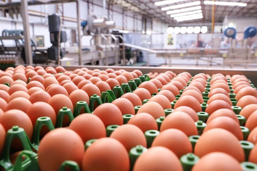 Preço do ovo aumenta em fevereiro para produtor, atacado e varejo