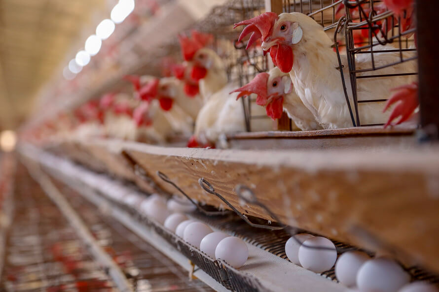 Mercado externo impulsiona crescimento na produção de frangos, porcos e leite no PR
