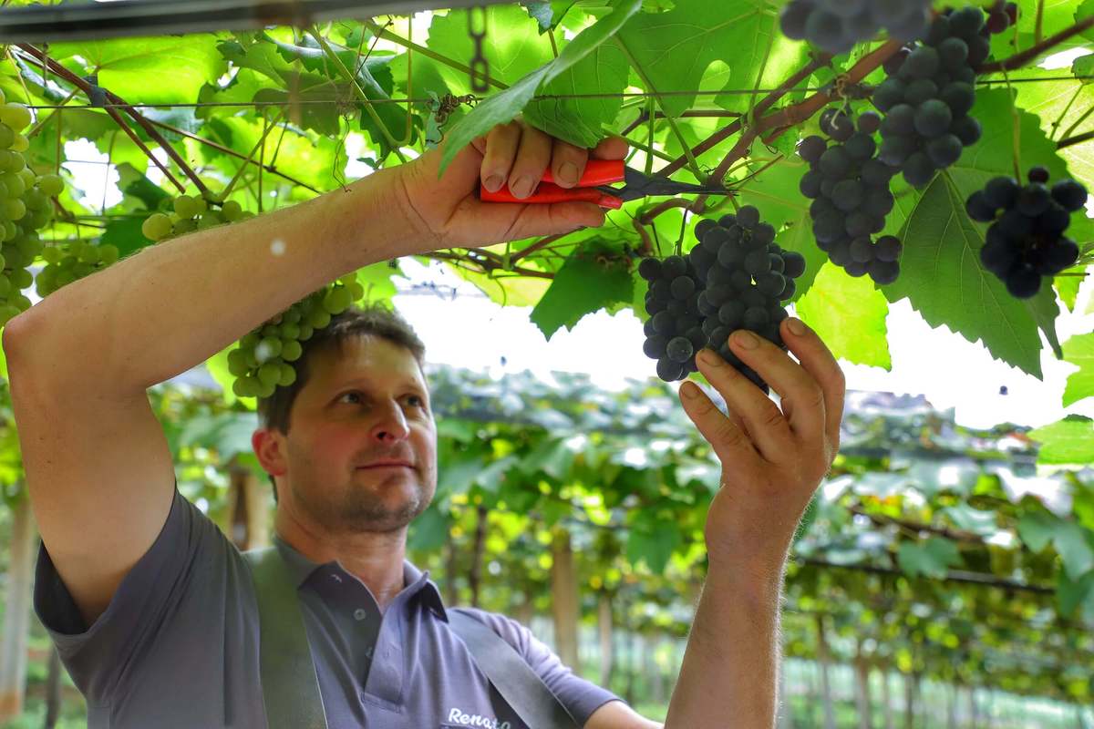 Colheita de uva já começou no Paraná