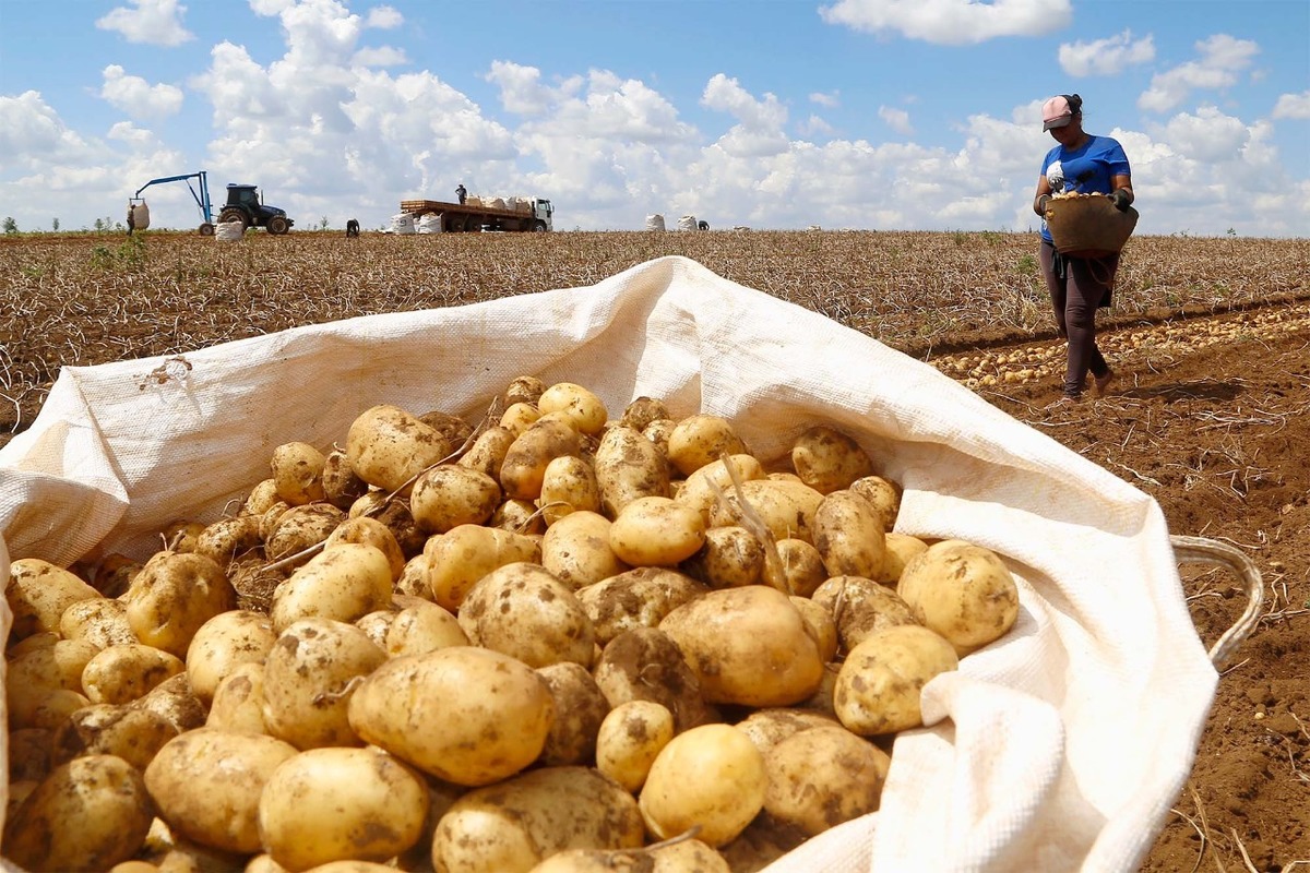 Batata fica mais cara e cesta básica passa a custar R$ 752,73 em PG neste mês