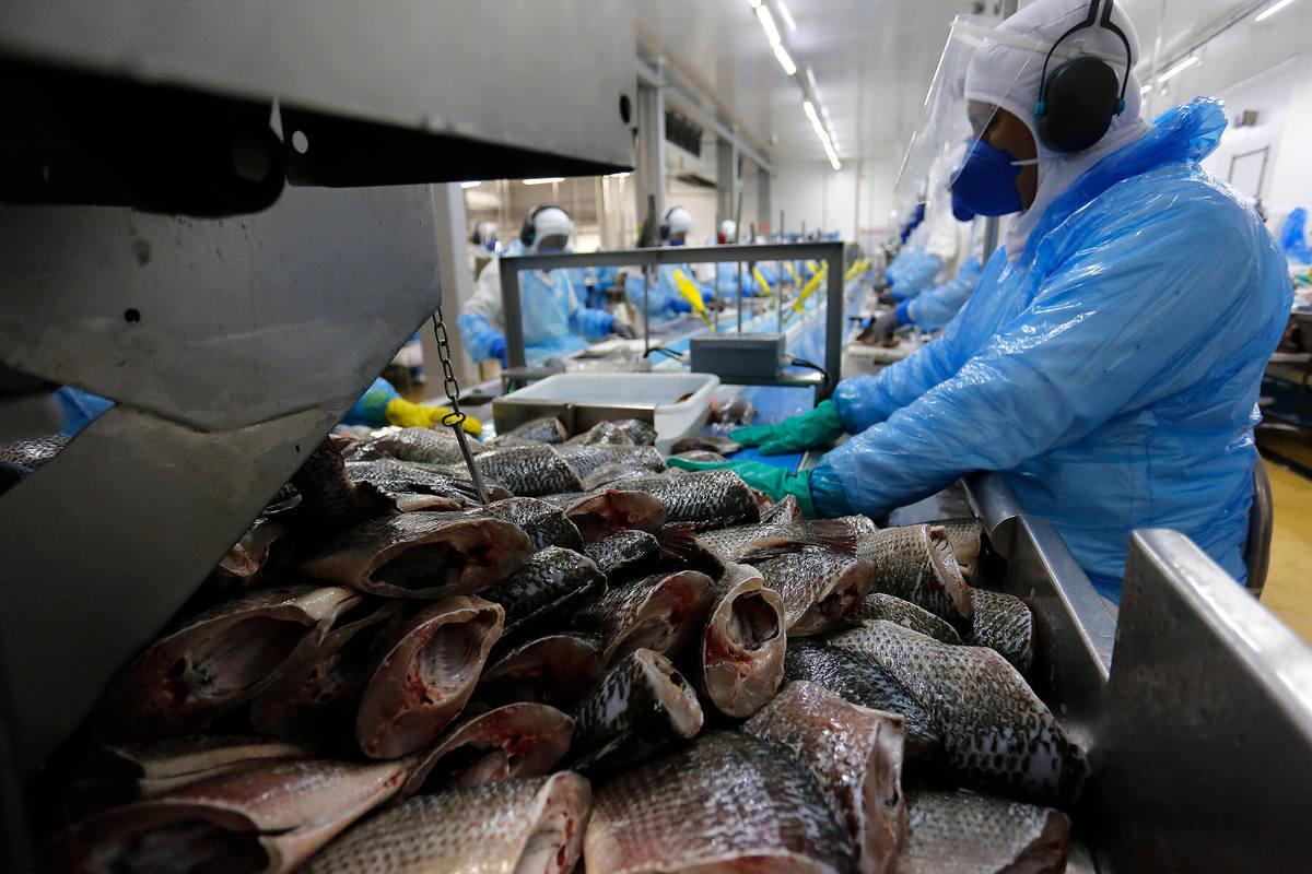 Paraná aumenta produção de peixes em 9,3% e mantém liderança nacional