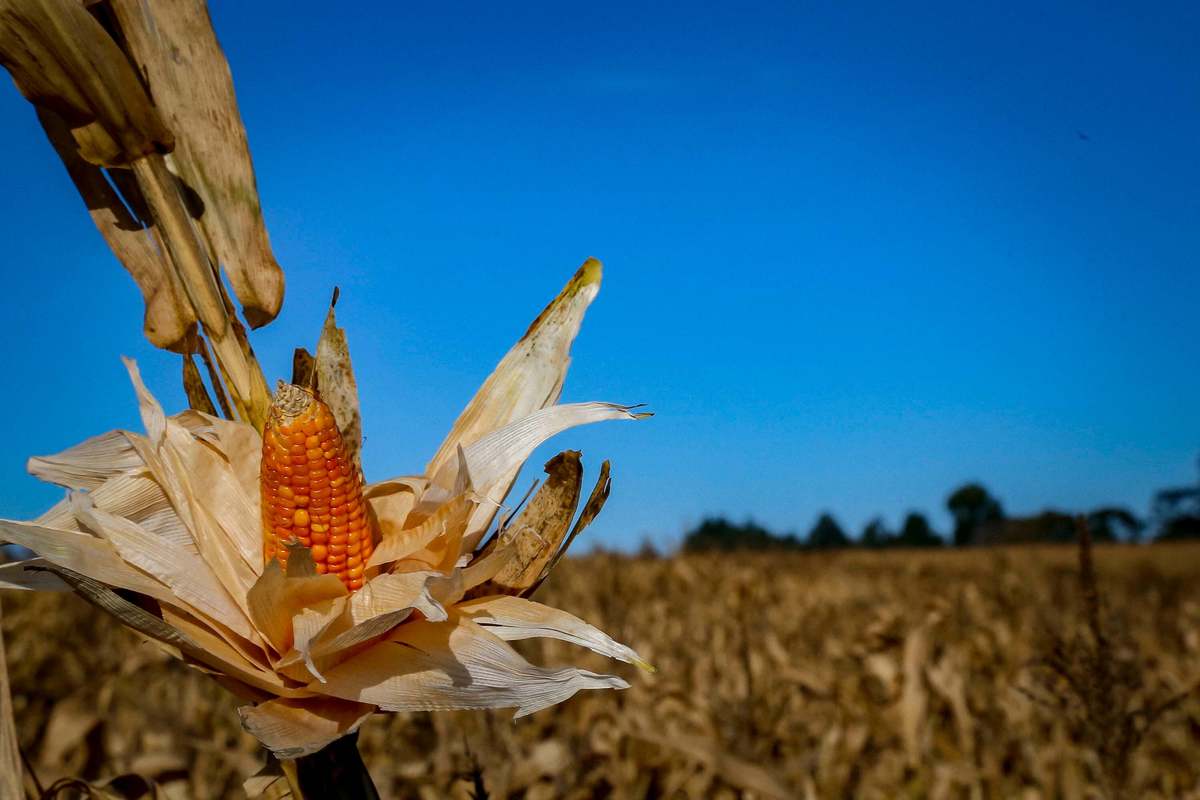 Adapar e Ministério da Agricultura monitoram praga que provoca perdas do milho no Paraná