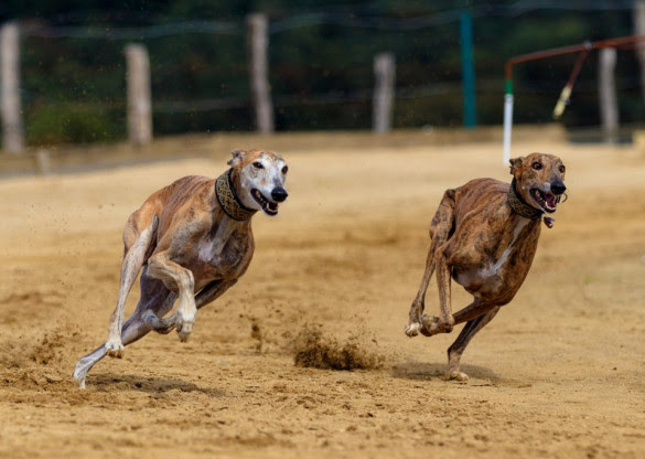 Corridas competitivas de cães estão proibidas no Paraná