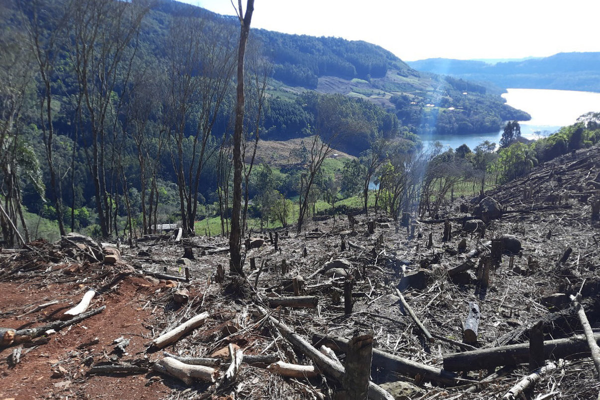 Tecnologia contra desmatamento: IAT fiscaliza áreas com corte de floresta remotamente