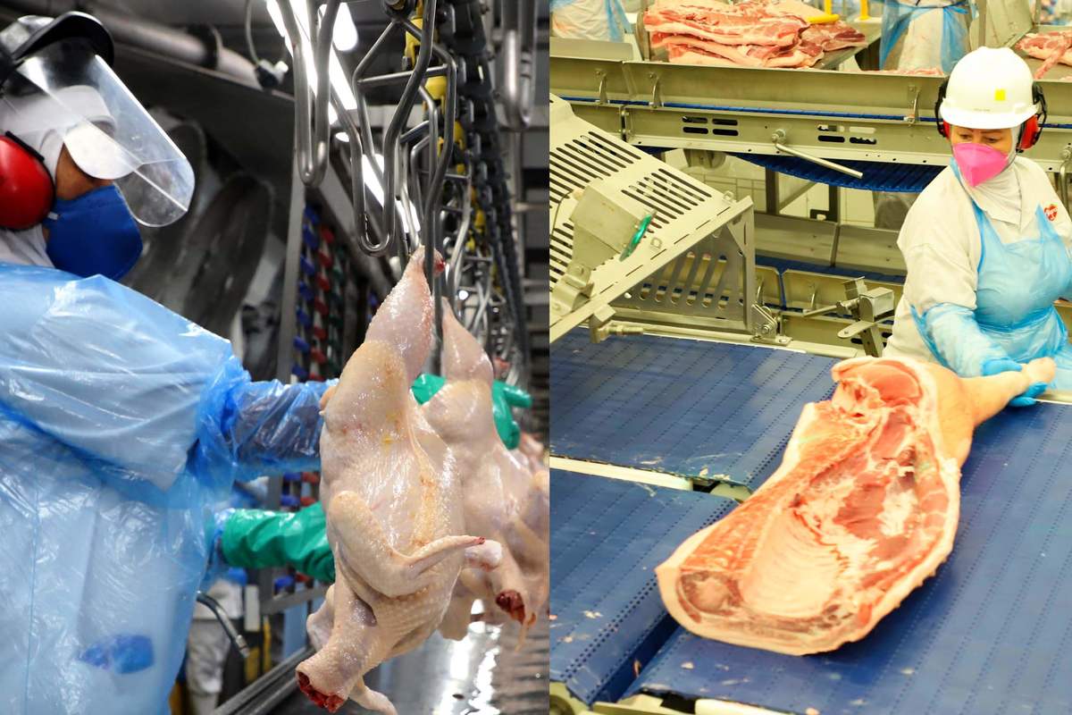 Paraná liderou produção nacional de frangos em 2022; indústria de suínos também cresceu