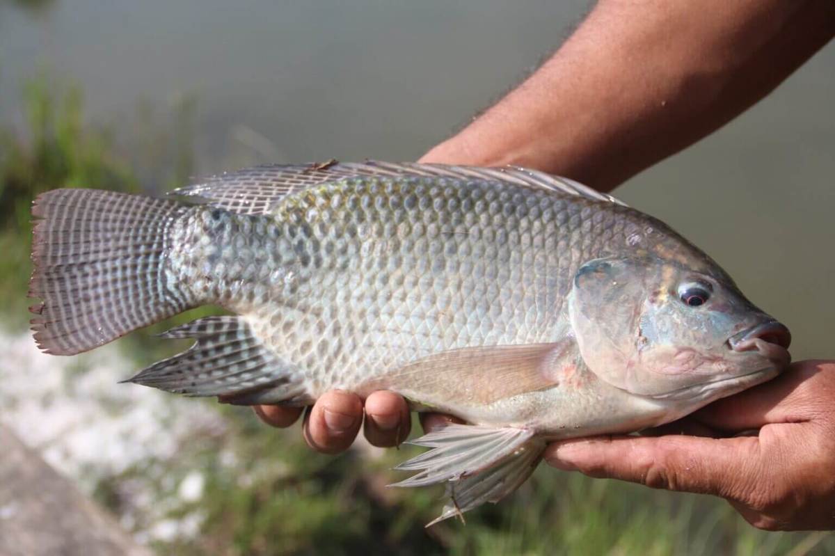 20ª Feira do Peixe movimenta a Semana Santa em PG