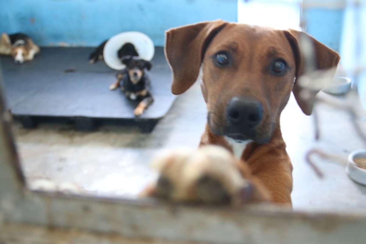 Meio Ambiente faz mais de 2.000 atendimentos a animais em 2023