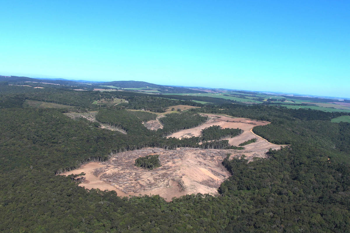 Fiscalização do IAT identifica 31,1 hectares de área desmatada em Piraí do Sul