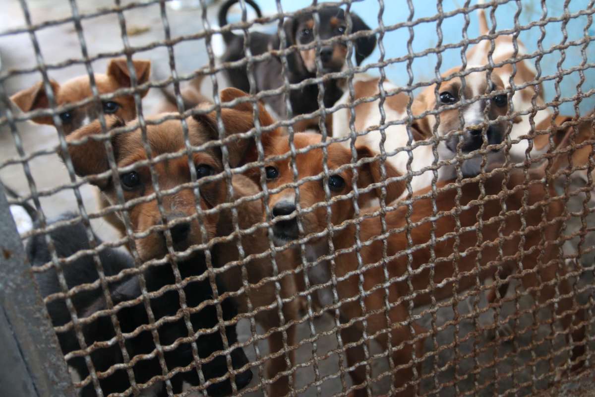 Setenta cães aguardam por adoção em Ponta Grossa