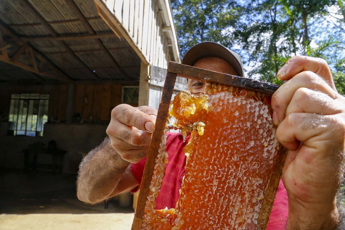 Paraná e os Campos Gerais se destacam pela qualidade do mel